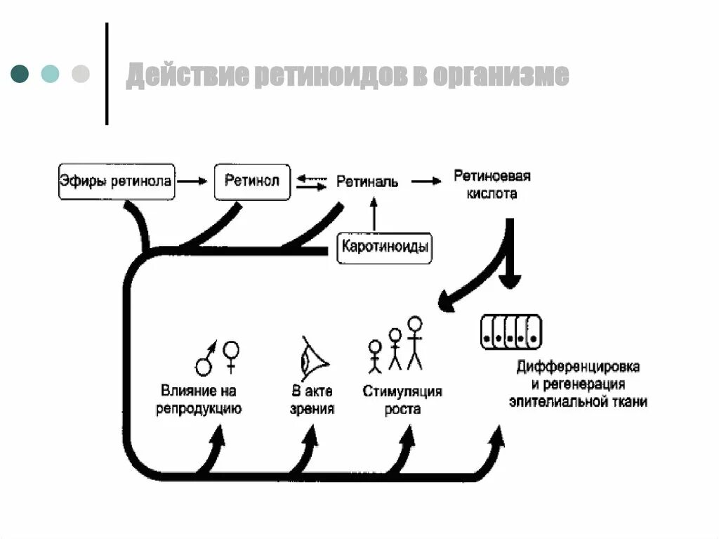 Витамин а ретинол суточная потребность. Действие ретинола. Ретиноиды схема действия. Витамин а ретинол. Ретиноиды механизм действия.