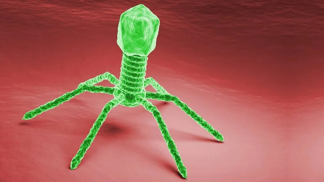 The virus can be. Бактериофаг микроскопия. ПРОТИВОХОЛЕРНЫЙ бактериофаг. Вирус бактериофаг. Бактериофаг т4.