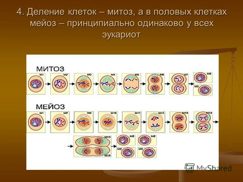 Митоз деление половых клеток. Эукариот - митотическое деление клетки.. деление эукариотических клеток митоз. схема непрямого деления клетки митоз. деление клетки митоз и мейоз.