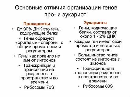 Особенности экспрессии генов у прокариот и эукариот