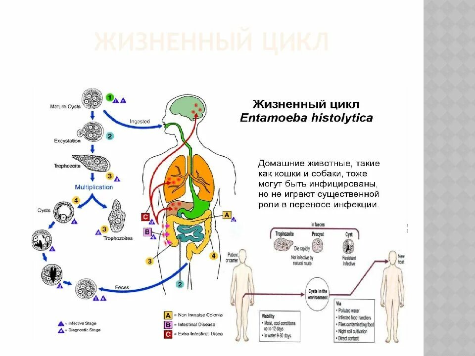 В каком организме происходит развитие дизентерийной амебы. Цикл дизентерийной амебы схема. Стадии жизненного цикла дизентерийной амебы. Цикл развития дизентерийной амебы схема. Жизненный цикл развития дизентерийной амебы.