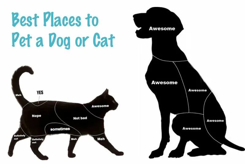 Is it a pet. How to pet a cat. to stroke a cat. to pet the dog. how to pet your cat.