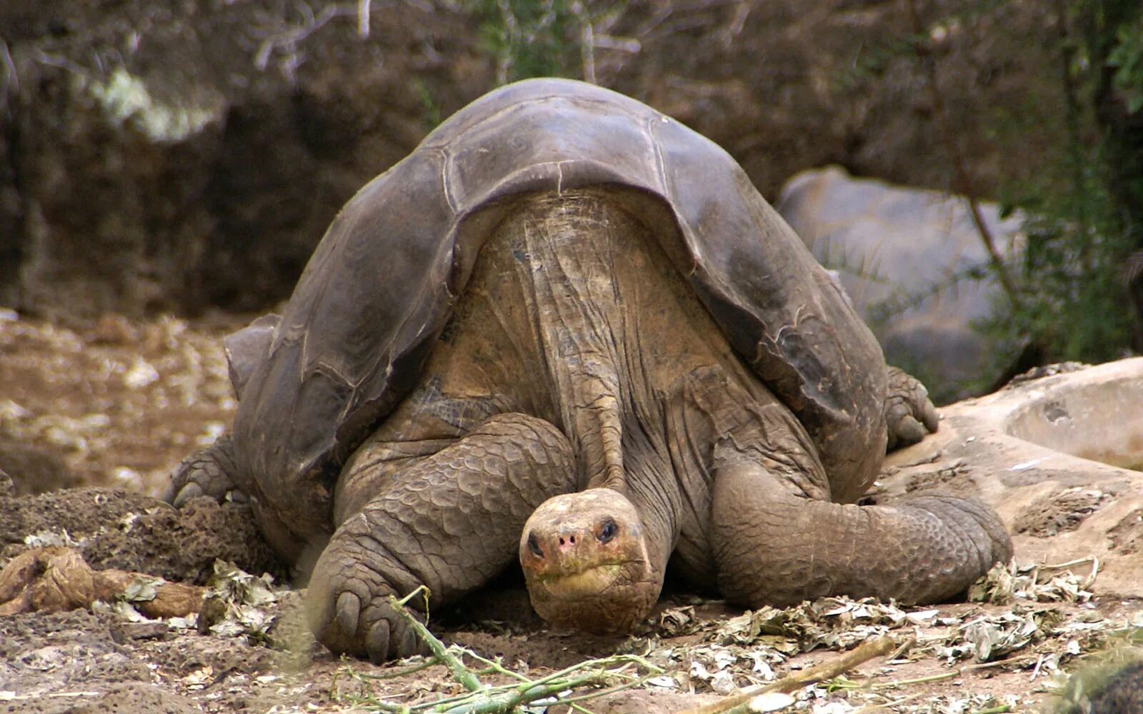 Животные которые много живут. Галапагосская черепаха Джордж. Абингдонская слоновая черепаха. Абингдонская слоновая черепаха одинокий Джордж. Абингдонская слоновая черепаха вымершее животное.