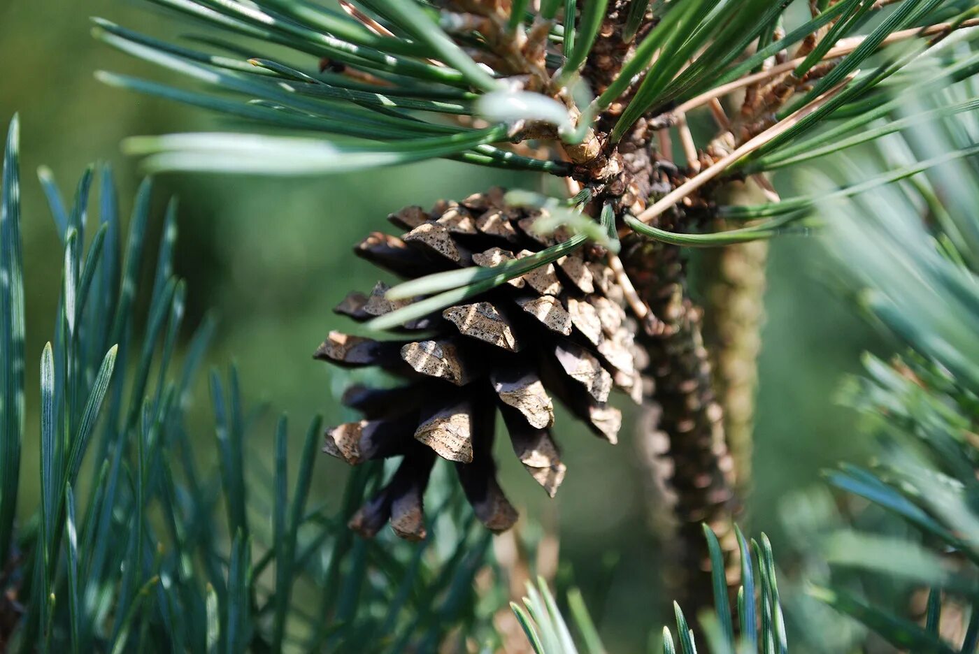 Обычная хвойная. Сосна Sylvestris. Сосна Pinus Sylvestris. Сосна обыкновенная (Pínus Sylvestris). Pinus Sylvestris сосна Лесная.