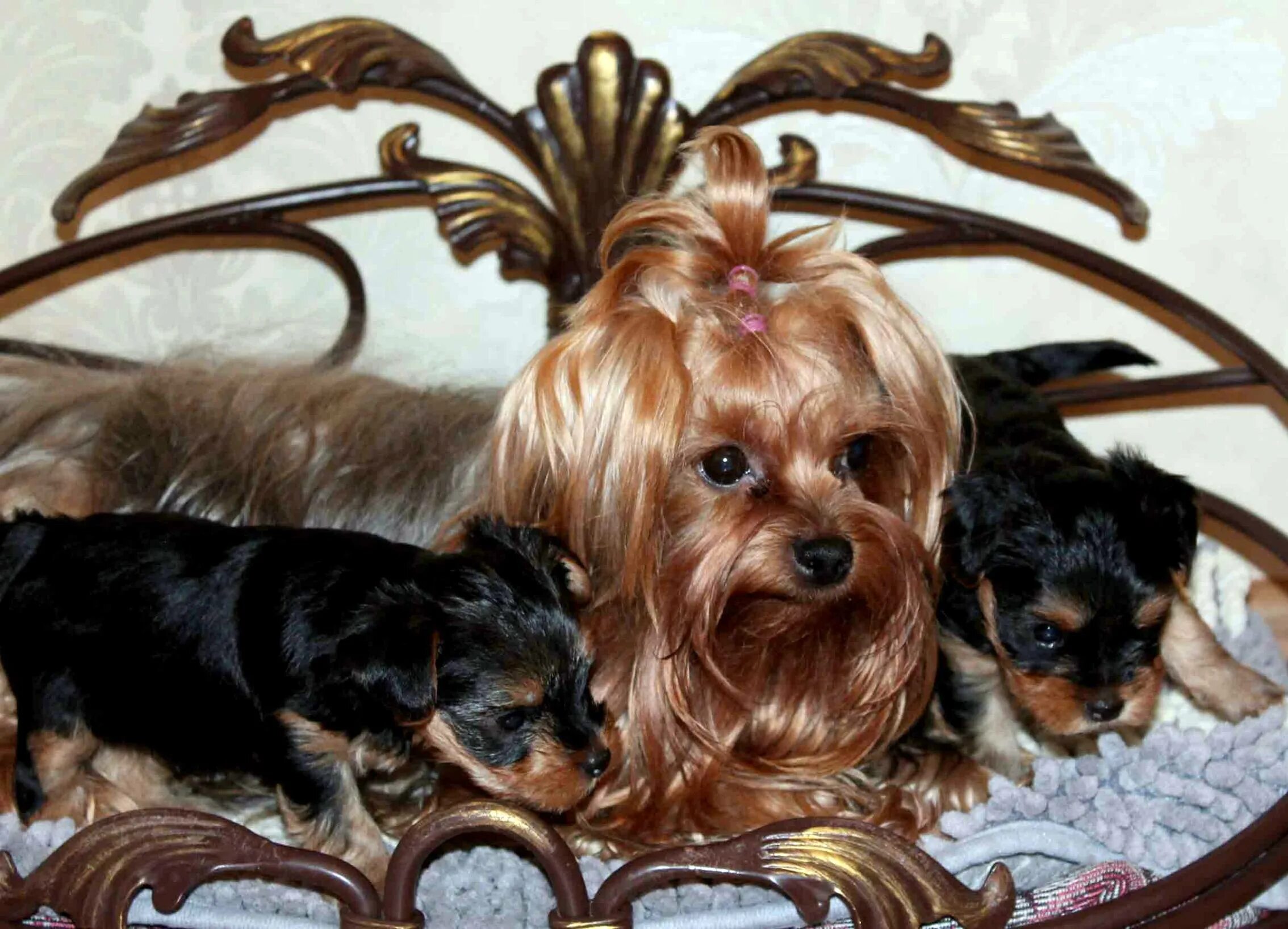 Возраст йоркширского терьера. Возраст йоркширского терьера. Возраст йоркширского терьера. Йорк терьер стандарт щенки. Стрижка йорка.