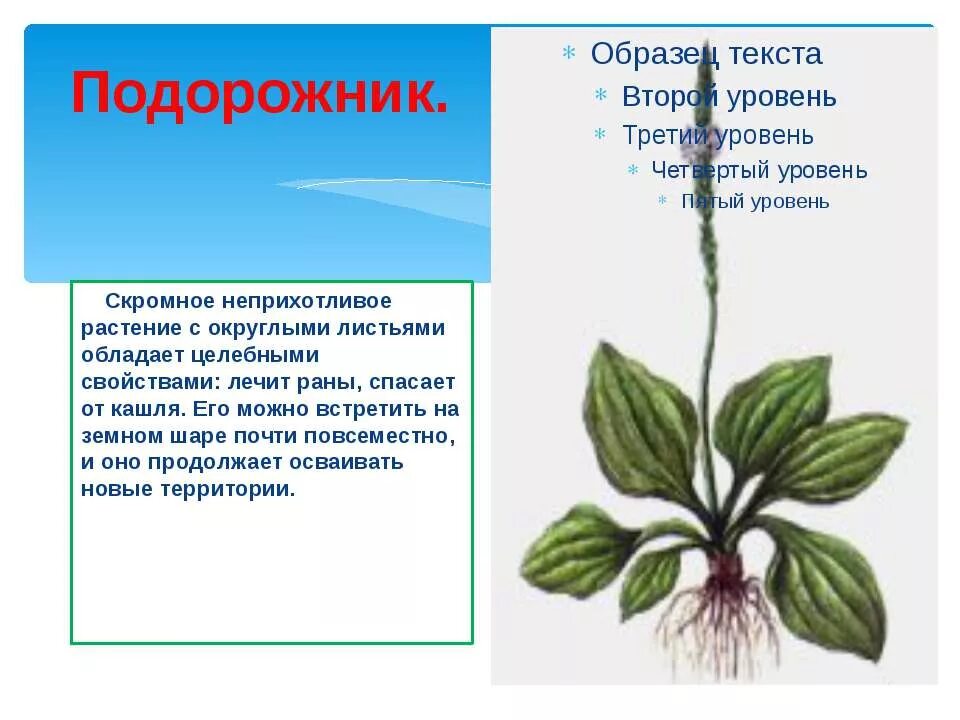 Подорожник доклад. Подорожник. Рассказ о подорожнике. Подорожник 2 класс.