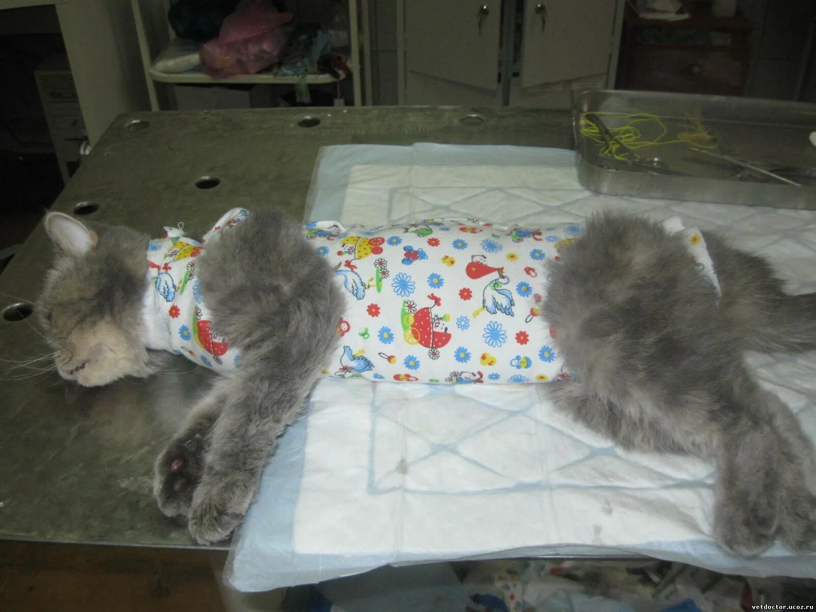 Через сколько можно снять попону. Стерилизация кошек попона. Шов после стерилизации. Шовипосле стерилизации.