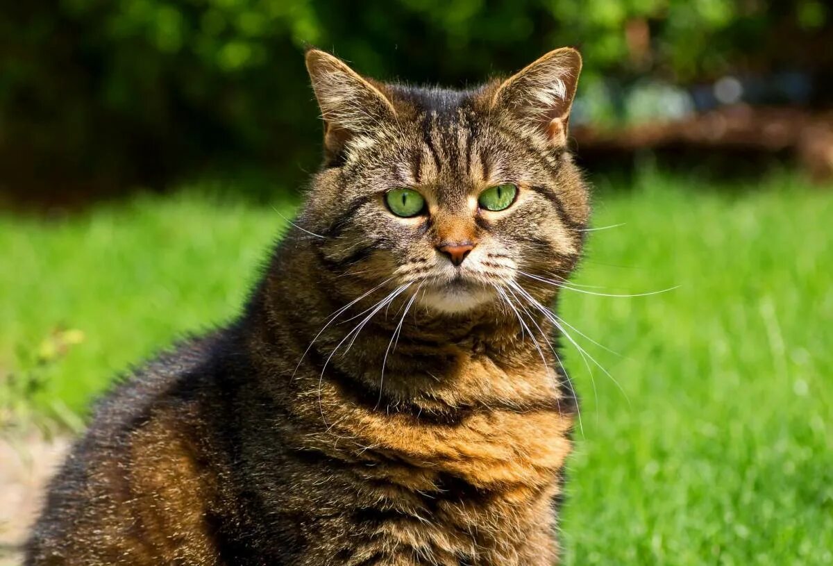 Картинки котов. Коты. Фото кота. Полосатый кот с зелеными глазами. Гордый кот.