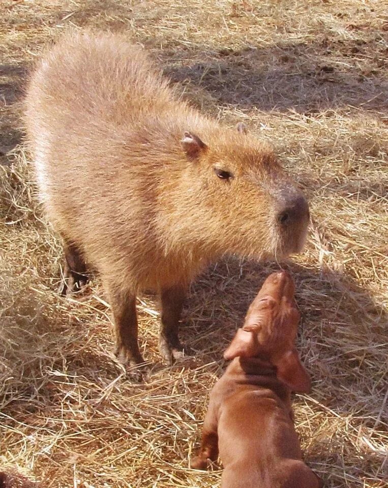 Капибара детеныш. Капибара могилев. Капибара могилев. Большая морская свинка капибара. Спаривание капибар.