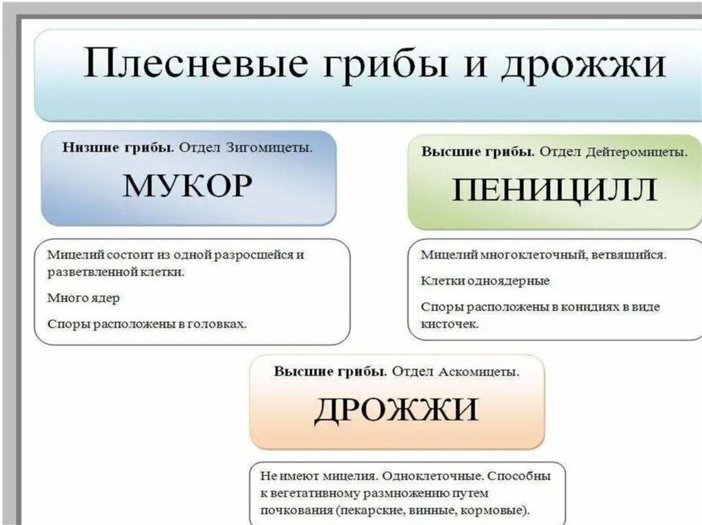 Плесневые ги РИБЫ дрожжи. Плесневые грибы таблица. Плесневые грибы и дрожжи таблица. Плесневые грибы и дрожжи строение. Плесневые грибы это низшие