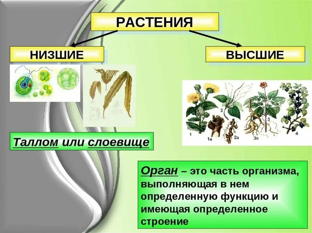 Высшие и рисшие растения. Характеристика высших и низших растений. Низшие растения. Н зшие и высшие растения. 5 примеров низших растений