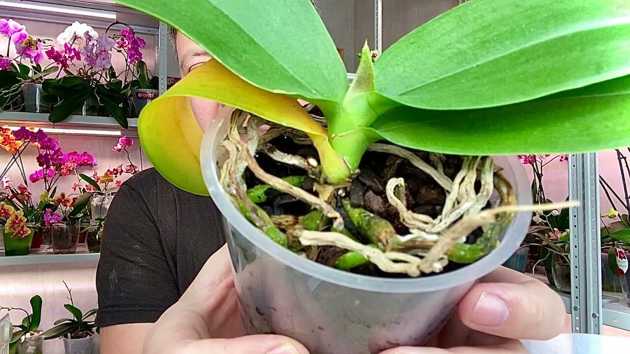 Новые корни орхидеи. Корни орхидеи ваниль. Основание орхидеи гниет. Прозрачные шарики в корнях орхидеи.