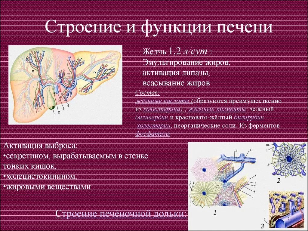 Какой секрет образуется в печени. Строение и функции пе Ени. Структура и функции печени. Особенности строения печени. Функции печени анатомия.