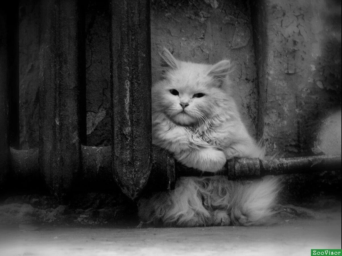 Белый жалко. Одинокий кот. Грустная кошка. Одиночество кошка. Одинокий котенок.