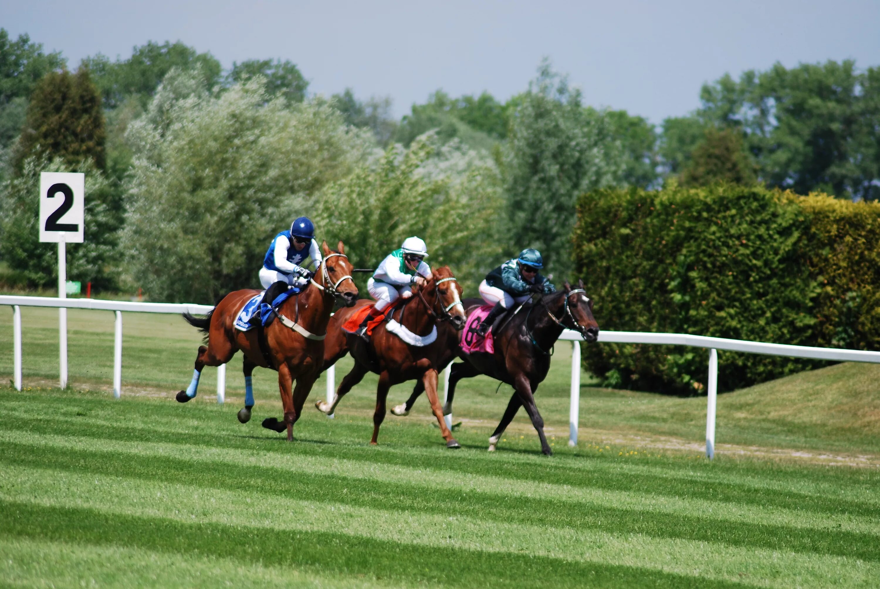 Sports horse. Виды конного спорта. Спортивные лошади скачки. Гонки на ипподроме на лошадях. Лошади на ипподроме.