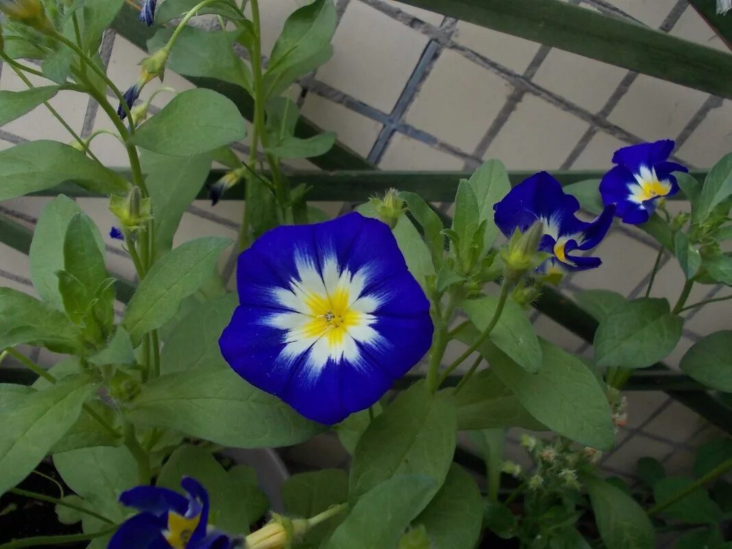 Ипомеи трехцветной грозит лишение свободы. Вьюнок трехцветный Convolvulus Tricolor. Вьюнок трехцветный Канкан. Вьюнок трехцветный искуситель. Вьюнок трехцветный алое Знамя.