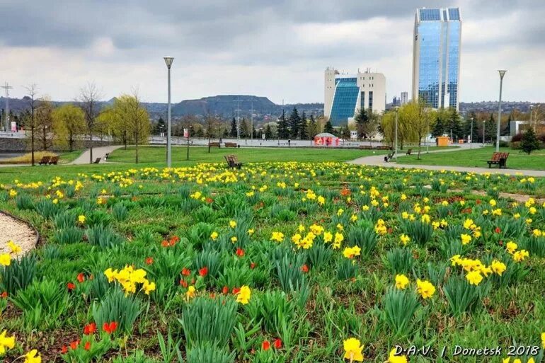 Розы в парке ленинского комсомола донецк. Розарий парк щербакова донецк. Город миллиона роз. Цветущий донецк. Стоматология на цветочном донецк.
