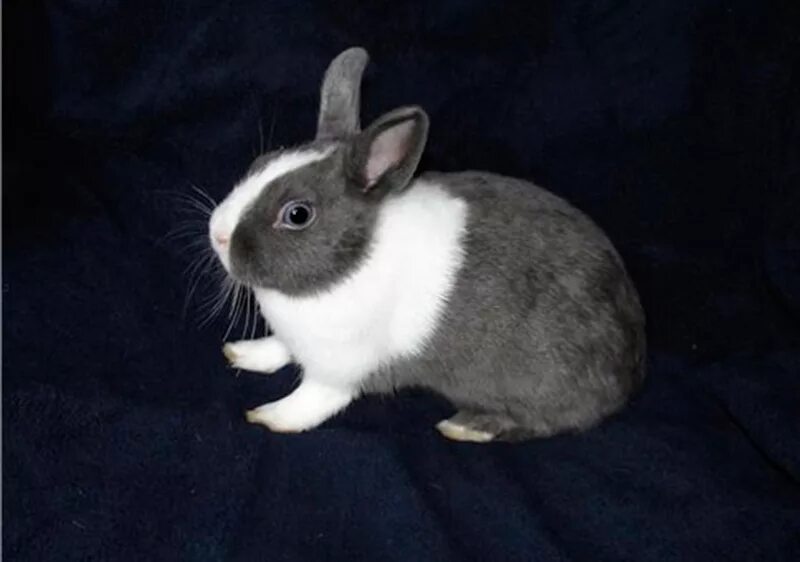 серо белый кролик. серо белые кролики. голландская порода кроликов. кролик бело серый. карликовые кролики минор белый.