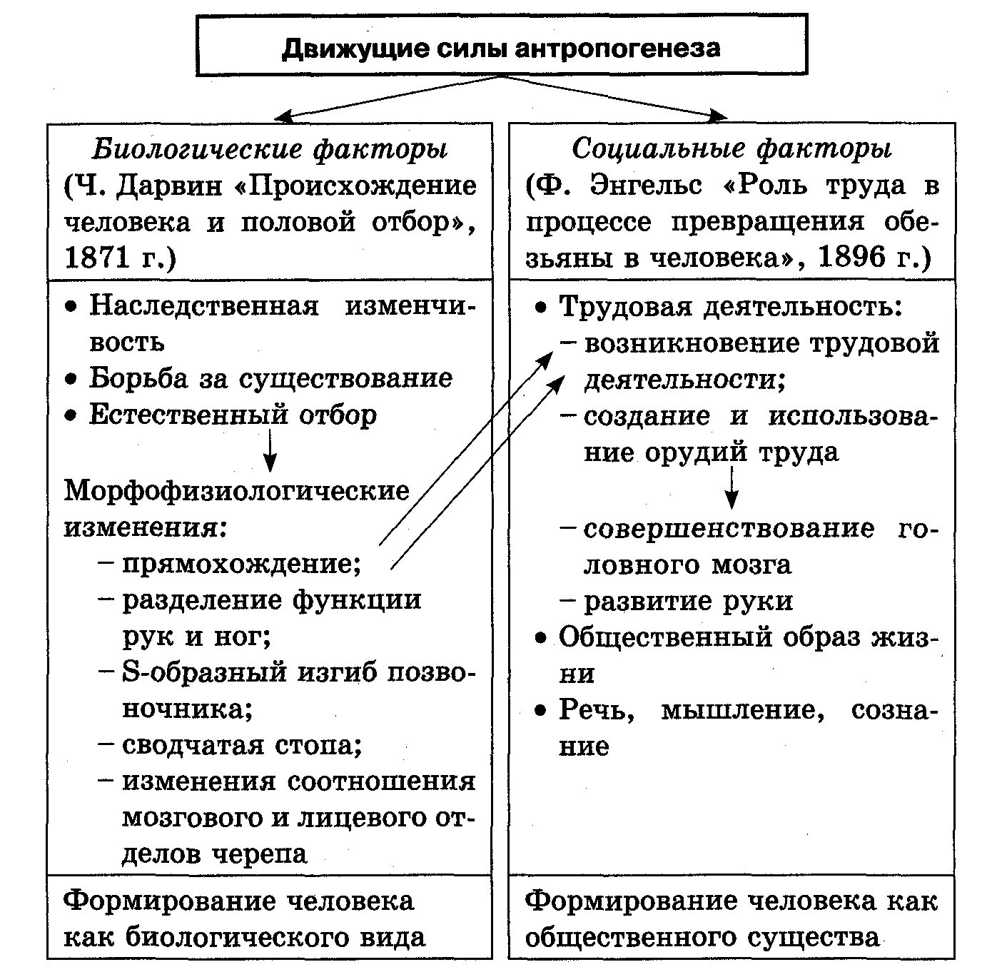 Факторы эволюции человека кратко. Факторы движущие силы антропогенеза схема. Схема движущие силы антропогенеза биологические и социальные. Движущие силы антропогенеза биологические факторы их роль. Движущие силы антропогенеза биологические факторы.