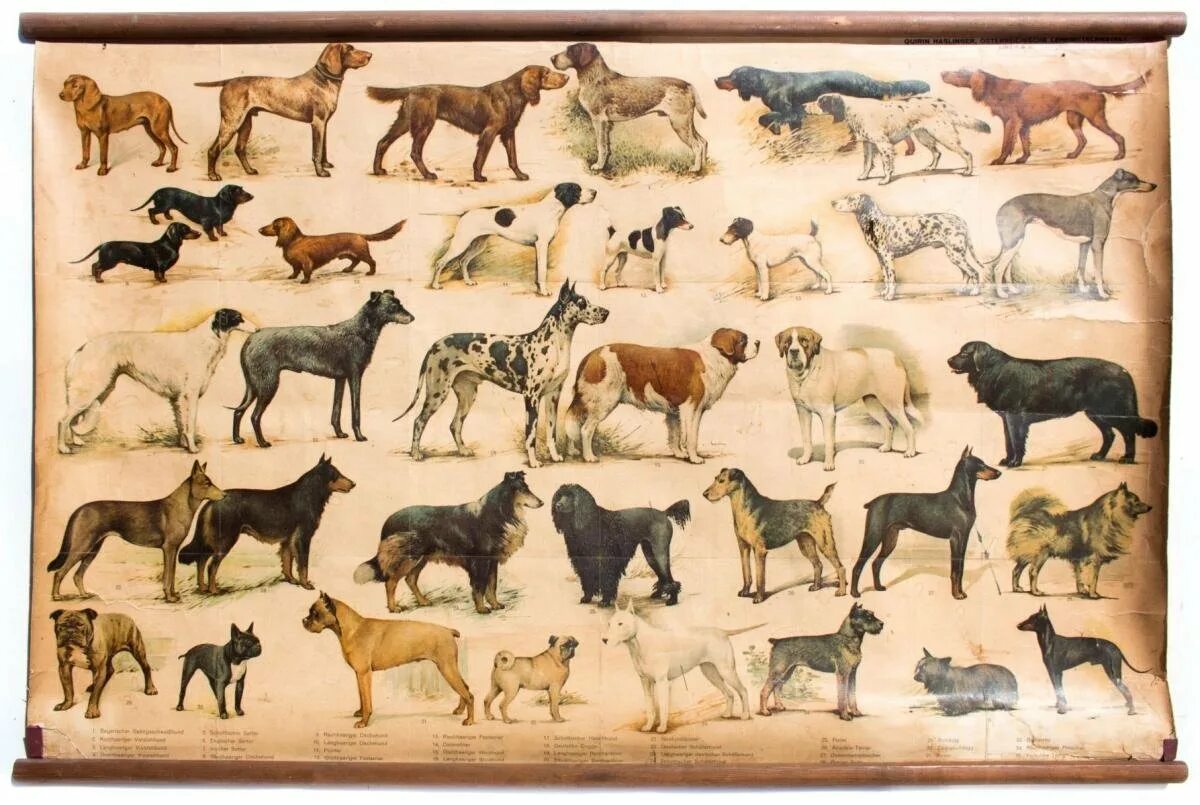Плакат породы собак. Многообразие пород собак. Примитивные породы. Примитивные породы собак.