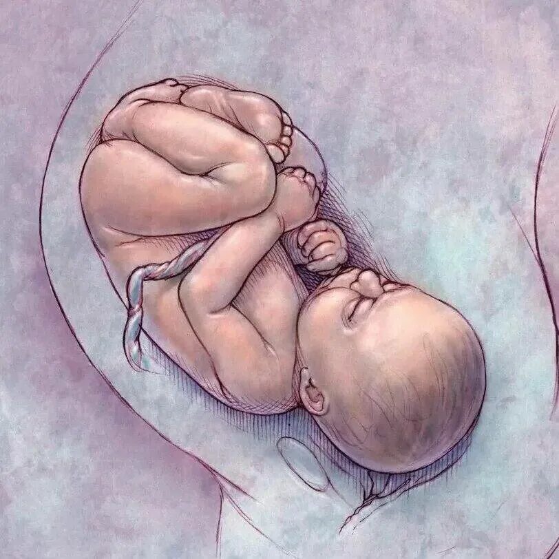 Притча про младенцев в утробе. Малыш в утробе матери. Эмбрион рисунок. Ребенок в утробе арт. Поза эмбриона.