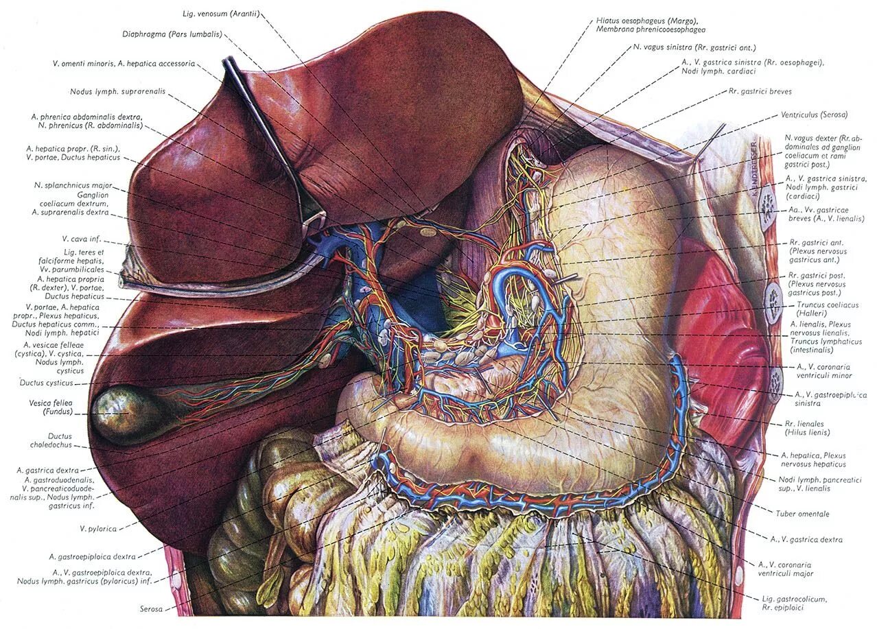 Anatomie d une chute