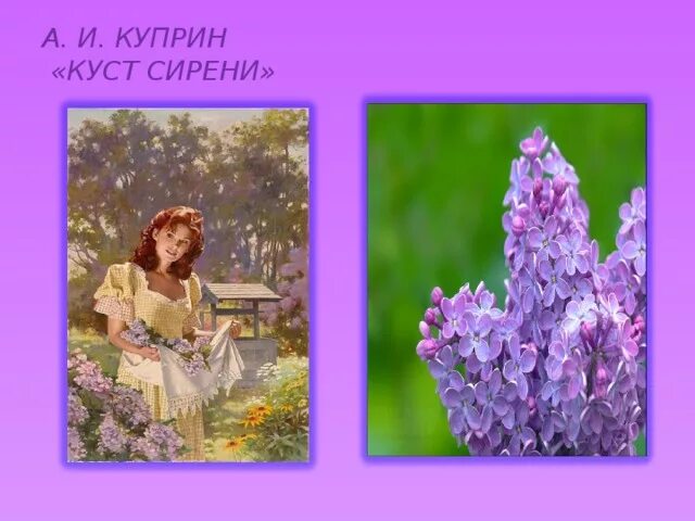 Куст сирени Куприн иллюстрации. Куст сирени Куприна. Рассказ а.Куприна ( куст серени».