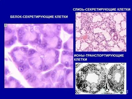 Клетки в тканях соединены веществом