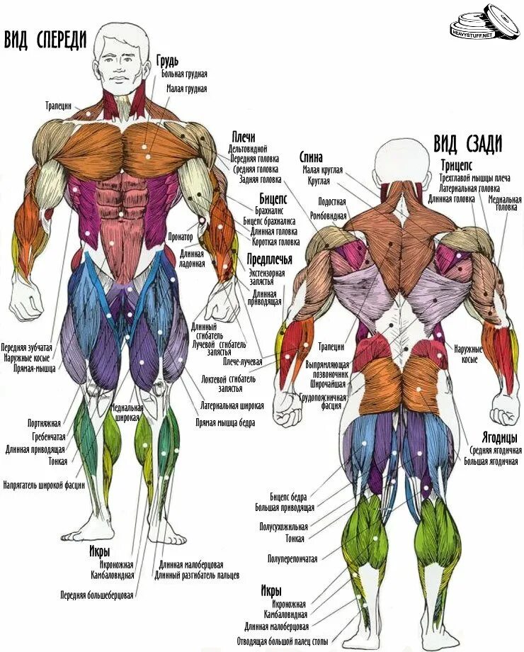 Мышцы туловища спины анатомия. Мышцы торса анатомия. Мышцы торса спереди. Поверхностные мышцы туловища вид спереди. Мышцы торса.