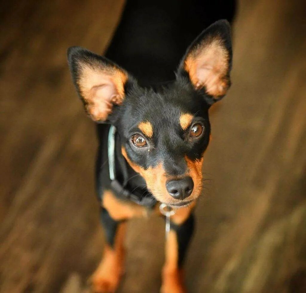 Порода пражский крысарик пражский. Ратлик. Порода пражский крысарик. Порода пражский крысарик пражский. Пражский крысарик.