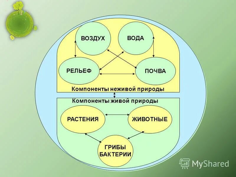 Определи живой компонент. Компоненты неживой природы. Компонент живой природы. Живые и неживые компоненты среды.