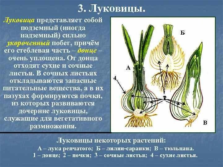 Строение корневища клубня луковицы. Видоизменения побегов корневище клубень луковица. Подземные видоизменённые побеги: луковица, корневище. Подземные видоизмененные побеги луковица корневище. Строение видоизмененных побегов корневище луковица клубень.