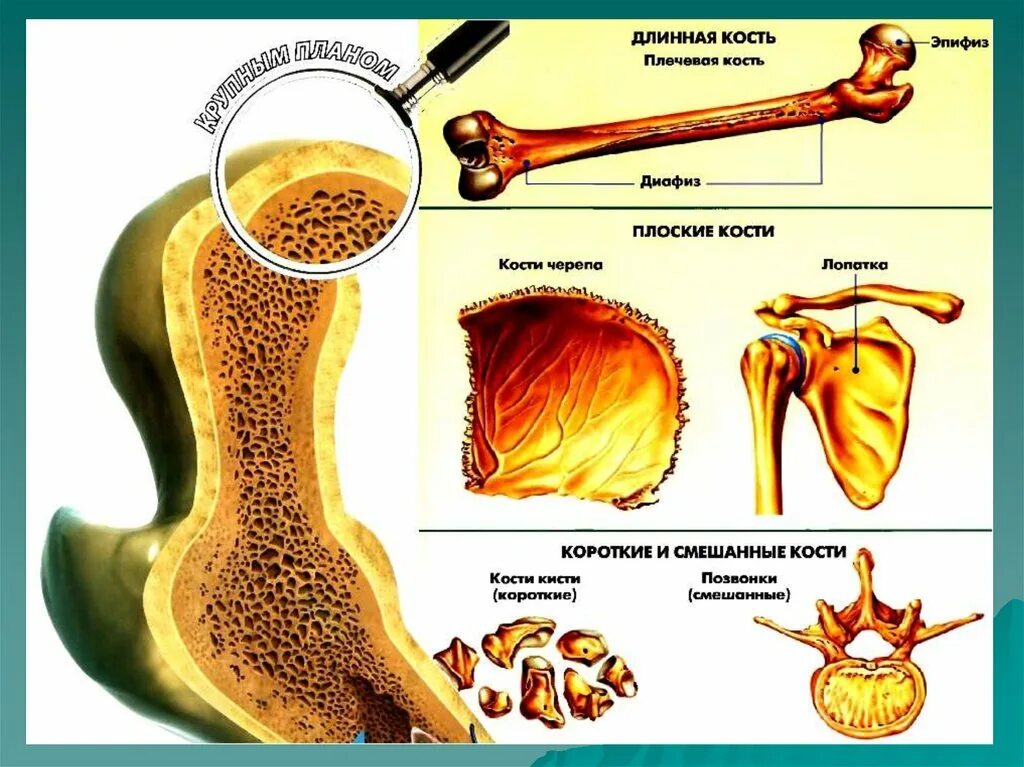 Типы костей. Трубчатые губчатые плоские кости. Типы костей человека.