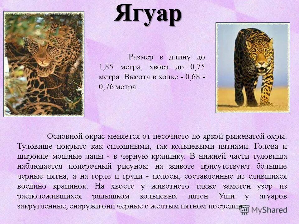 ягуар рассказ для детей. рассказ о ягуаре. ягуар описание. небольшой рассказ о ягуаре. ягуар презентация.