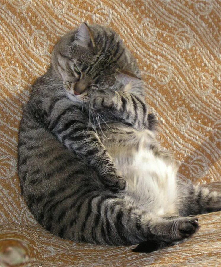 женщина с кошкой у окна. васька приколы. смешное стихотворение про надю. хозяйка обижается. девушка кошка.