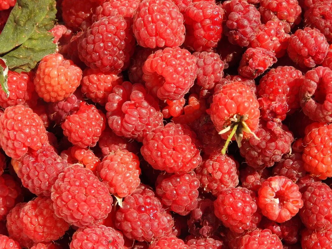 Ягодка малинка песня. Ягода малинка оп. Песенка ягодка малинка. Какую песню ягода малинка. Ягода малина песня.