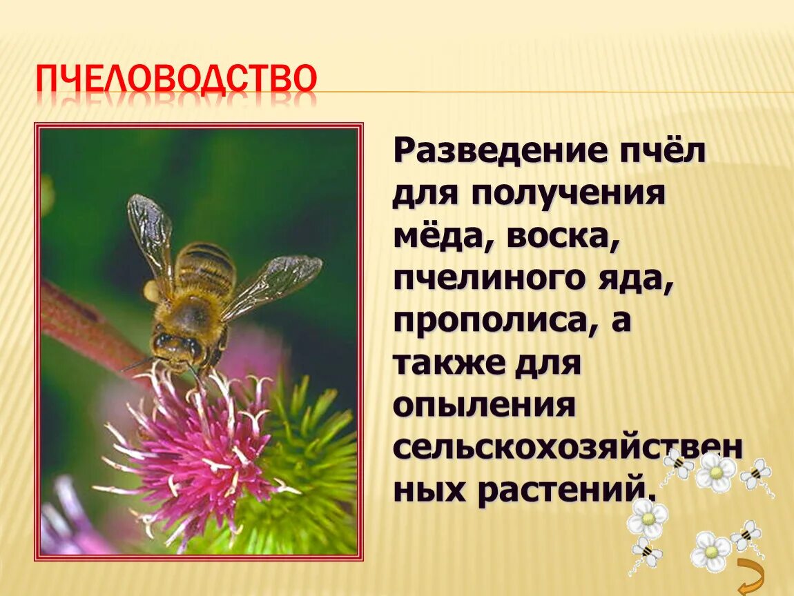 Пчеловодство доклад 3 класс. Пчеловодство слайд. Пчеловодство презентация. Окружающий мир Пчеловодство. Презентация на тему Пчеловодство.