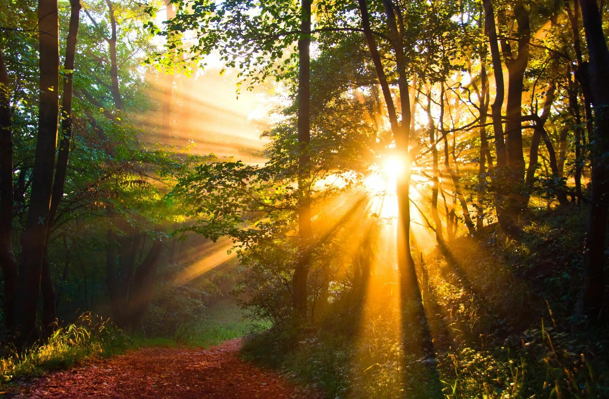 Луч исполненный. Солнечные лучи. Рассвет солнца. Лучи солнца. "Солнце в лесу".