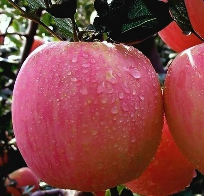 Сорт яблони мантет. Яблоня "розовый налив" (malus domestica). Наливка яблоко. Наливка яблоко. Сорт яблок или ароматная наливка.