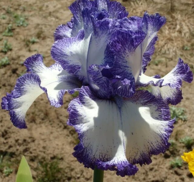 Ирис strictly jazz. Ирис ирисыч. Ирис кранберри делайт. Ирис ирисыч. Ирис ирисыч.