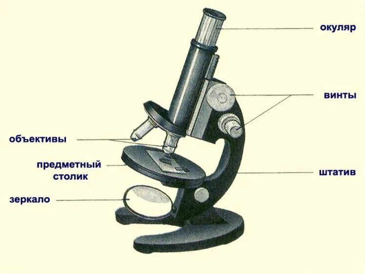 Строение светового микроскопа 5 класс. Строение микроскопа 5 класс Пасечник. Рисунок микроскопа 5 класс биология. Строение микроскопа 5 класс биология тест.