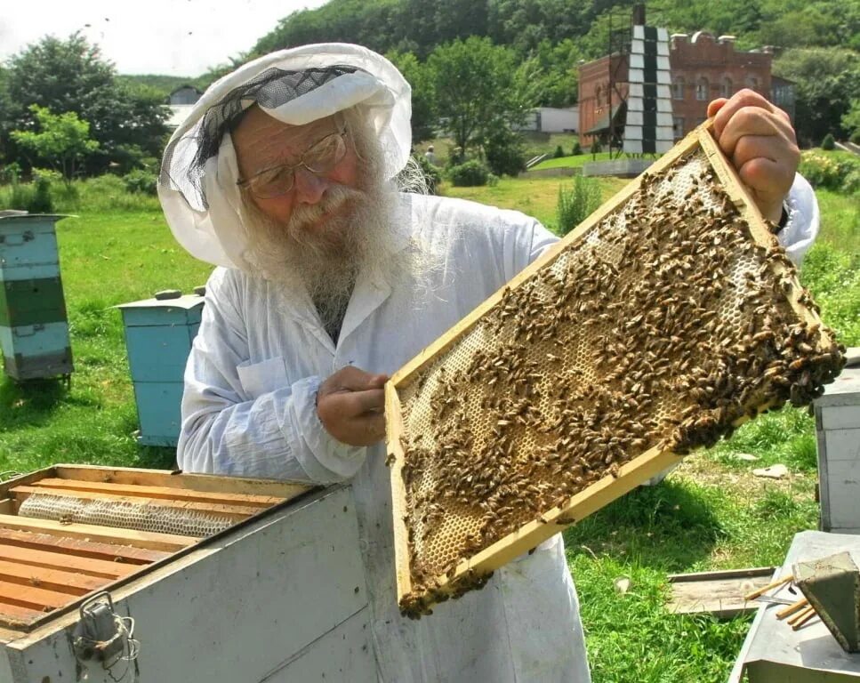 Когда собирают мед. Пасечник пчеловод. Пчеловодческое хозяйство Рой Родин. Пасечник на пасеке.