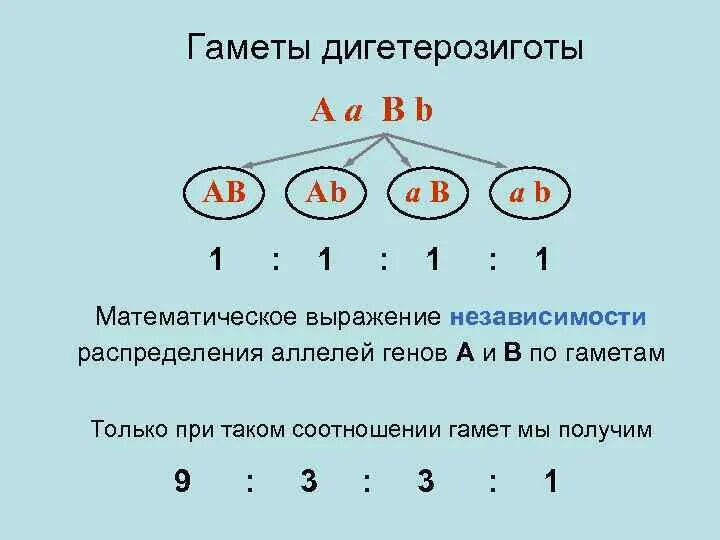 Какой генотип дигетерозиготный