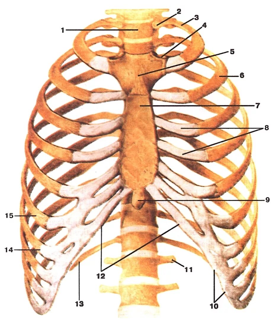 Грудная клетка анатомия 10 ребро. Грудная клетка анатомия и 2 ребра. Arcus costalis анатомия. Рукоятка грудины мечевидный отросток.