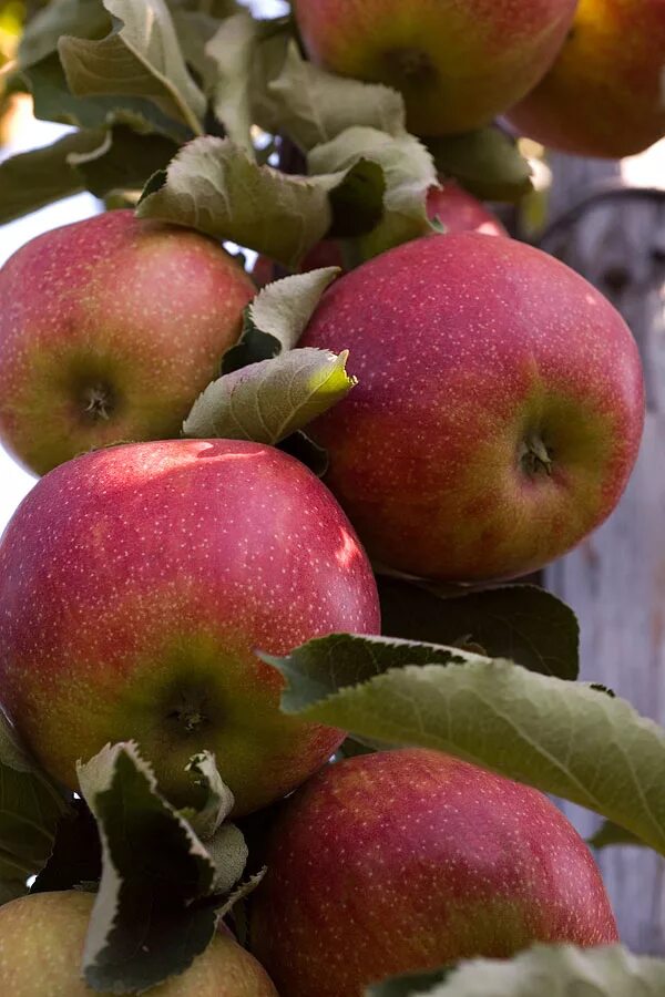 Яблоня сорт джонаголд. Яблоня ред джонаголд. Сорт яблони джонаголд. Яблоня джонаголд. Сорт яблок jonagold.