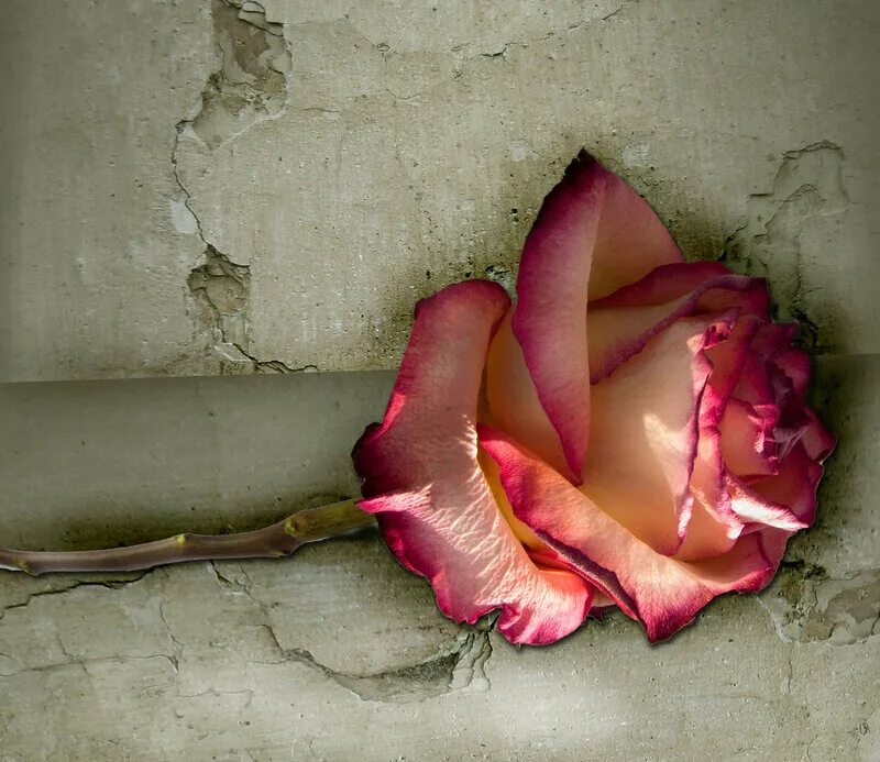 Умирающие розы песня. Цветы валяются на земле.