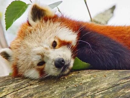 Red panda