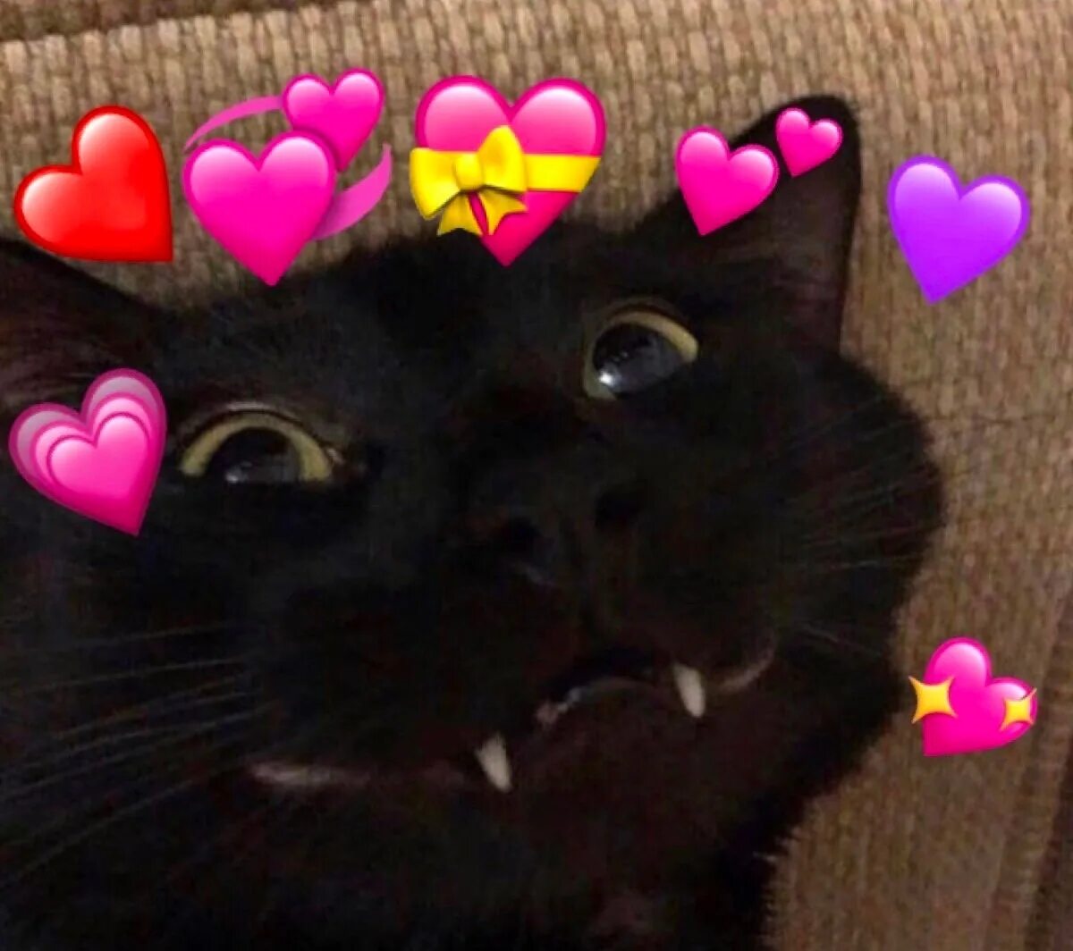 Кот с сердечками. Кошка с сердечком. Милый кот с сердечками. Милые котики с сердечками. Черно розовую кошку
