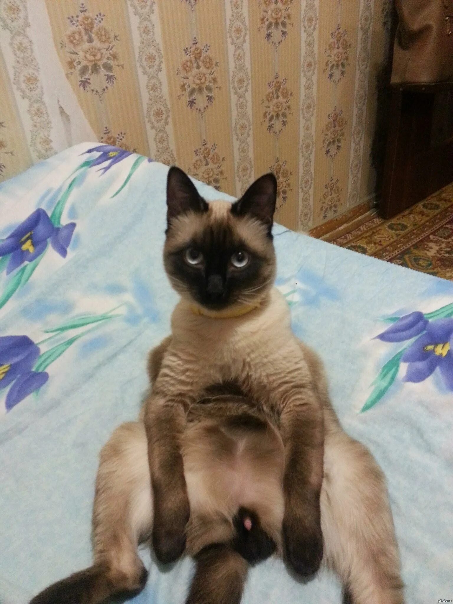 Cat penis. Сиамская вислоухая кошка. Сиамская тайская кошка взрослая. Сиамский котенок 2 месяца.