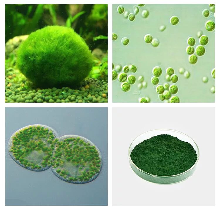Как выглядит хлорелла. Зелёные водоросли хлорелла. Хлорелла vulgaris. Как выглядит хлорелла. Одноклеточная водоросль хлорелла.
